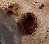 Pictures Of Bed Bugs