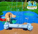 Photos of Doggy Playground Equipment