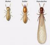 Pictures of Types Of Termite Control