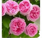 Pictures of Climbing Roses For Sale Online