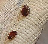 Pictures of Good Treatment For Bed Bugs
