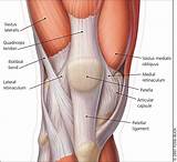 Images of Knee Muscle Exercise