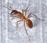 Red Carpenter Ants Images