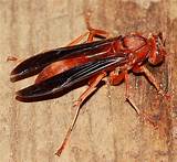 Images of Red Wasp