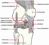 Quad Muscle Exercises Knee Pictures