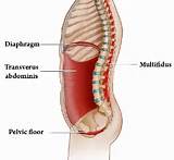 Core Muscles Images Pictures