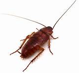 What Is In Cockroach Killer Pictures