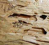 Termite Damage No Termites Photos