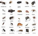 Images of Pest Names