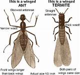 Termite Treatment St Louis Pictures