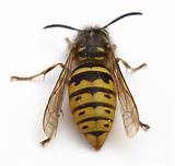 Photos of Wasp Videos