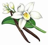 Vanilla Flower Plant