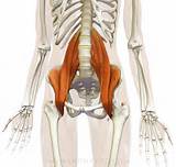 Photos of Strengthening Your Psoas Muscle