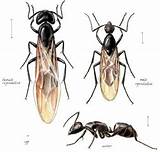 Photos of Carpenter Ants New Mexico