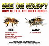 Purpose Of A Wasp