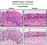 Where Can Epithelial Tissue Be Found Images