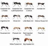 Pictures of Ant Types