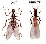 Photos of Infestation Of Carpenter Ants