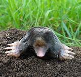 Kill Ground Moles Home Remedies Photos