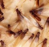 Termite Naphthalene Images