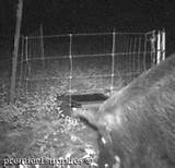 Electric Fence For Feral Hogs Photos