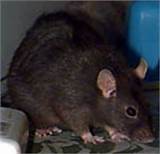 Images of Roof Rat Behavior