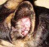 German Shepherd Ear Problems Home Remedies