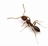 Fire Ants Ohio Pictures