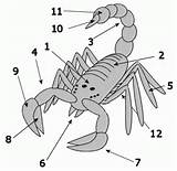 Pictures of Cockroach Anatomy