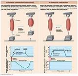 Images of Muscle Strengthening Physiology