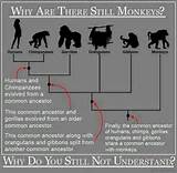 Pictures of Theory Of Evolution Why Are There Still Apes