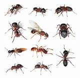 Images of Carpenter Ant Reproduction