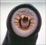 Leech Therapy For Wounds Pictures
