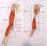 Muscle Arm Exercises Pictures