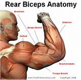 Photos of Bicep Muscle Exercises