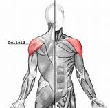 Photos of Shoulder Exercises Workout