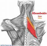 Images of Rhomboid Muscle Exercises