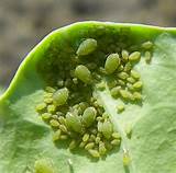 Aphid Pest Spray Images