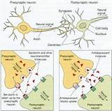 Depression Neurotransmitters Pictures