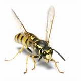 Wasp Exterminator Pittsburgh Photos