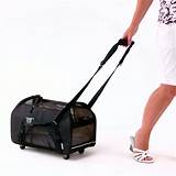 Best Airline Approved Dog Carriers Images