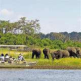 Safari Chobe National Park Pictures