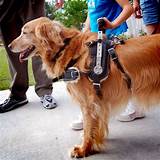 Pictures of Types Of Service Dogs For Ptsd