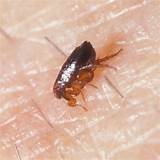 Photos of Cheap Home Remedies For Fleas