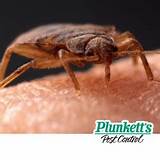 Images of Plunkets Pest Control