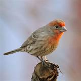 All About Birds House Finch Images