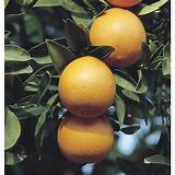Semi Dwarf Navel Orange Tree Photos