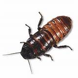 Photos of Cockroach Anatomy