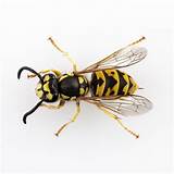 Wasp Removal Oakville Pictures