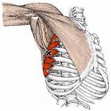 Pictures of Serratus Muscle Exercises
